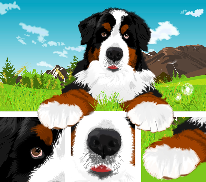 Berner Sennen puppy - vector illustration (picture, image)