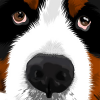 Berner Sennen puppy - vector illustration (picture, image)